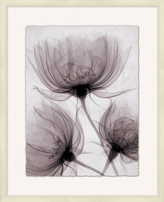X-Ray Floral 1 25.75W X 31.75H