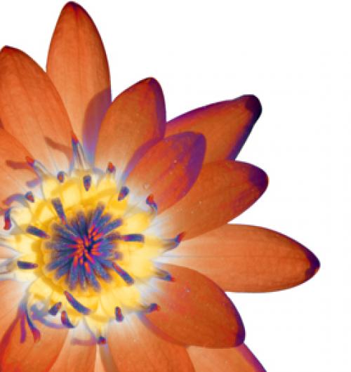 Orange Floral 24W x 24H 7