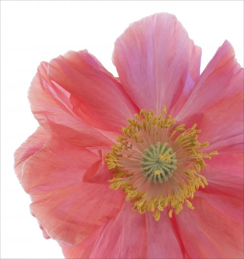 Pink Floral III 24W x 24H 7