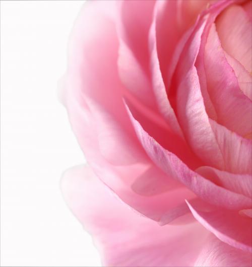 Close up Pink Floral I 40W x 40H 7