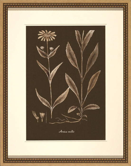 Sepia Leaves on Chocolate IV 8