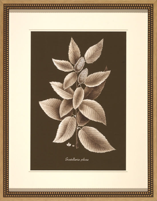 Sepia Leaves on Chocolate II 8