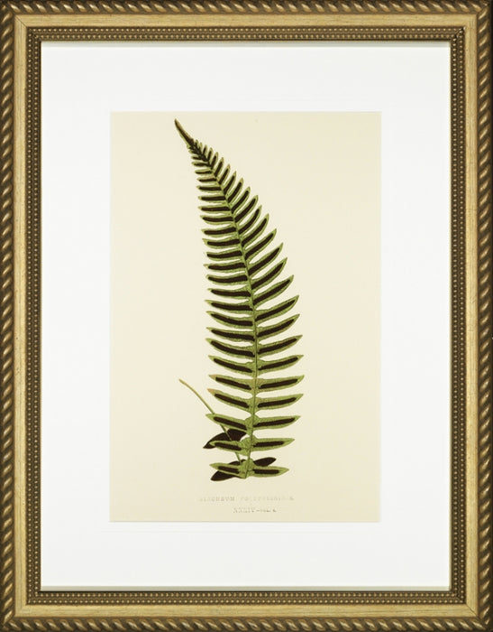 Spring Ferns V 7