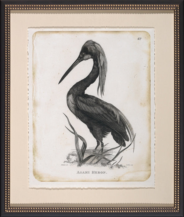 Agami Heron 8