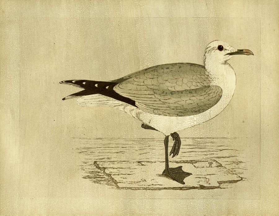 Seagull 23W x 18H 7