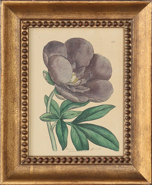 Antique Hand Colored Floral Peony Engraving 8.5W x 10.5H - Cleared Art