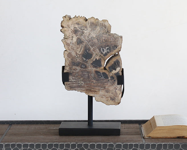 White Petrified Wood Slice