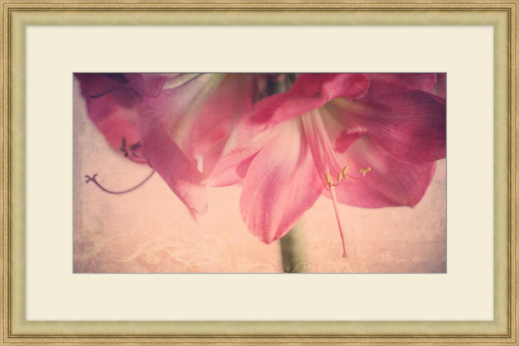 Pink Amaryllis 36W X 24H