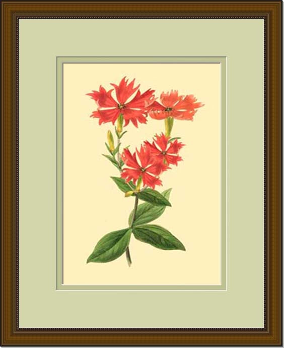 LaFleur Rouge Series