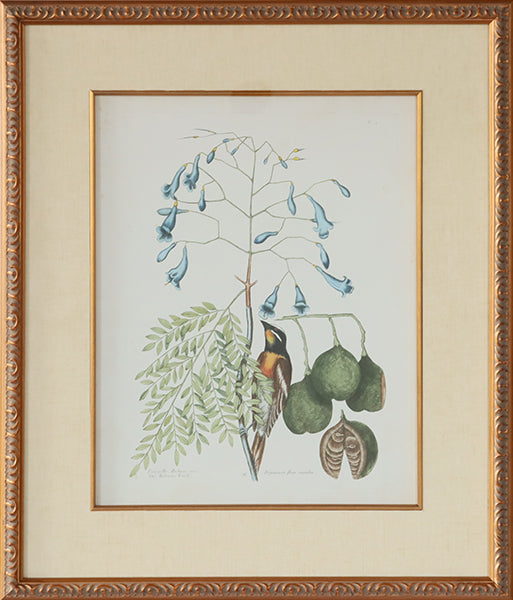 Catesby Bird & Botanical II 22W x 26H - Cleared Art
