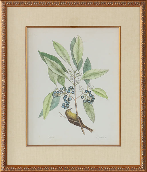 Catesby Bird & Botanical V 22W x 26H - Cleared Art