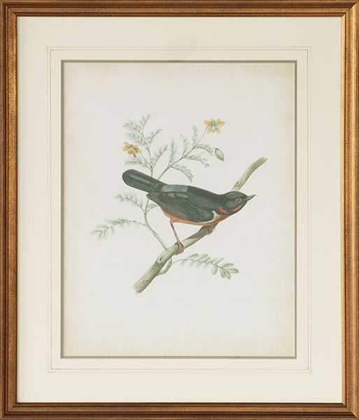 Delicate Birds III 21.75W x 26H - Cleared Art