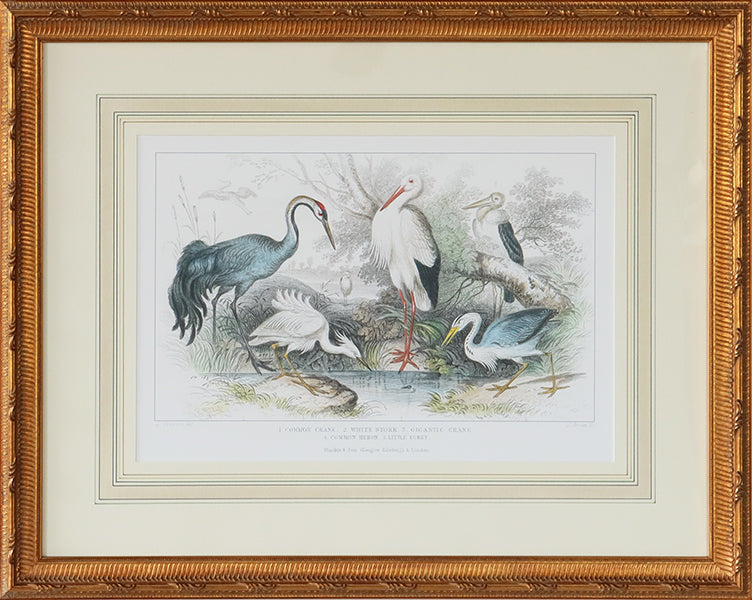 Herons, Egrets, & Cranes 27.25W x 22H - Cleared Art
