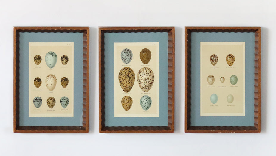 Shore Bird Egg Series 2 (Set of 3) 12.5W x 17.5H