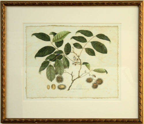 Delicate Botanical III 28W x 24H