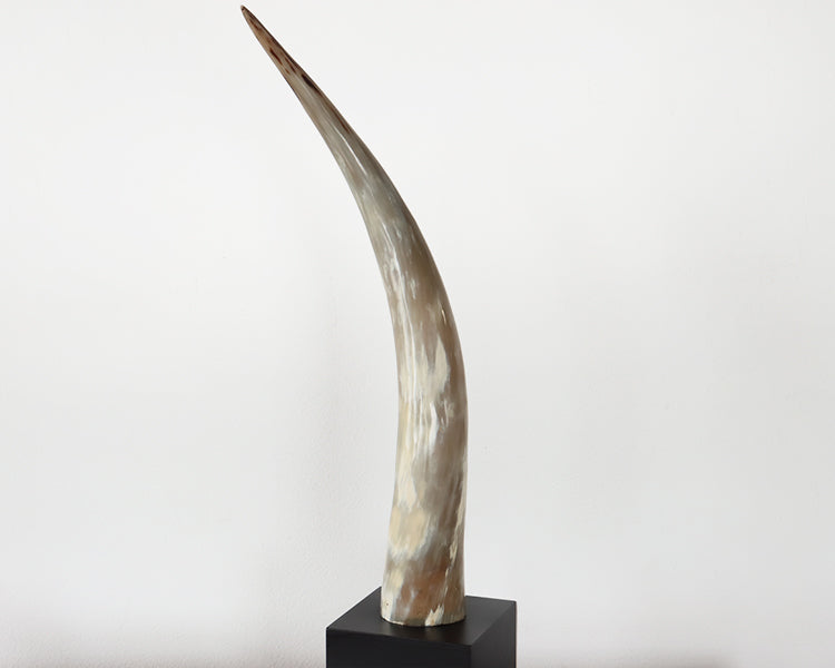 Yak Horn on Black Wood Base - Cleared Décor