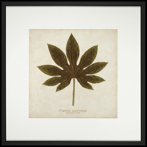 Japanese Fatsia 7