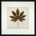 Japanese Fatsia 7