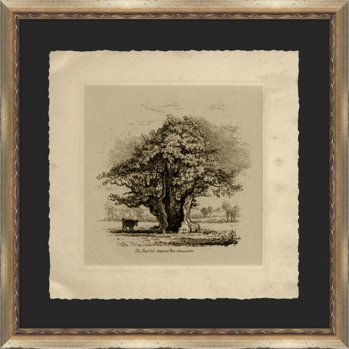 The Bull Oak 22 5 x 22 5 1