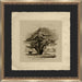 The Bull Oak 22 5 x 22 5 1