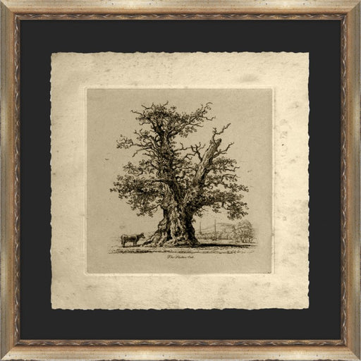 The Shelton Oak 22 5 x 22 5 1