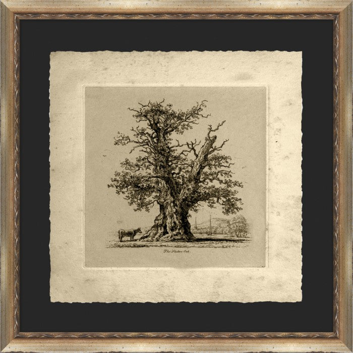 The Shelton Oak 22 5 x 22 5 1