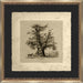 The Shelton Oak 22 5 x 22 5 1