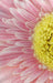 Close up Pink Floral II 20W x 30H 8