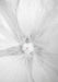 Close up White Floral II 20W x 30H 8