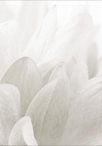 Close up White Floral IV 20W x 30H 8