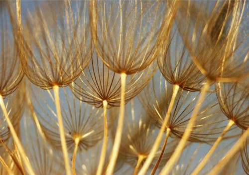 Dandelions 45W x 30H 7