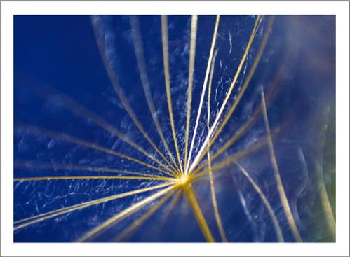 Dandelions in Blue 45W x 30H 7