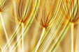 Dandelions in Gold I 45W x 30H 7