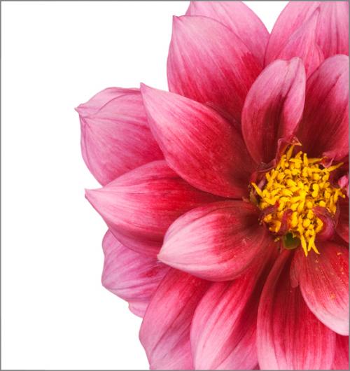 Pink Floral I 24W x 24H 7