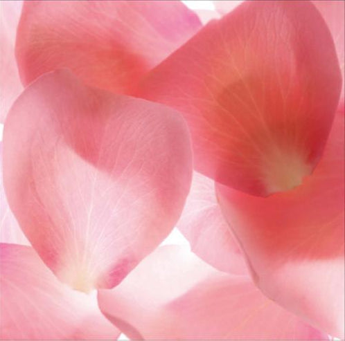 Pink Flower Petals 40W x 40H 7
