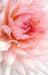 Close up Pink Floral III 40W x 60H 7