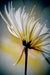 White With Yellow Floral 24W x 36H 7