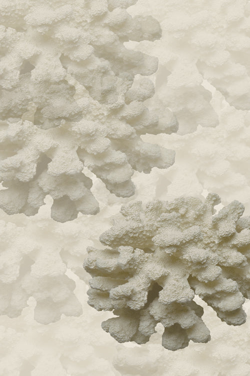 Coral I 30W x 45H 7