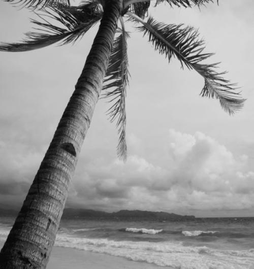Palm Tree 24W x 24H 7
