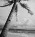 Palm Tree 24W x 24H 7