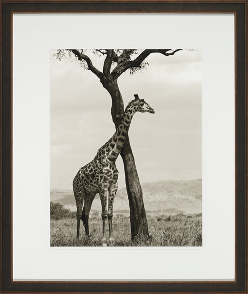 Shaded Giraffe 8
