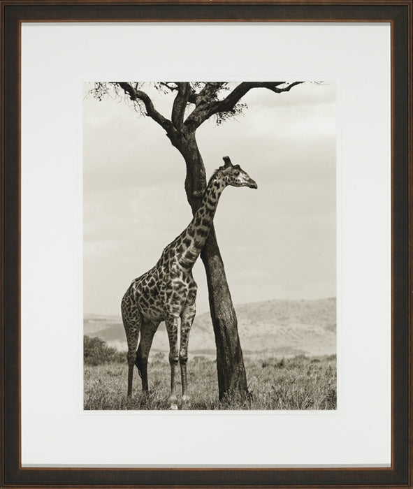Shaded Giraffe 8
