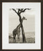 Shaded Giraffe 8
