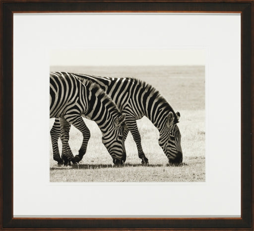 Grazing Zebras 8