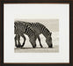 Grazing Zebras 8