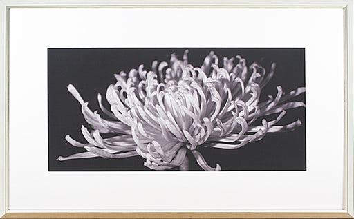 B W Mammoth Mums II 7