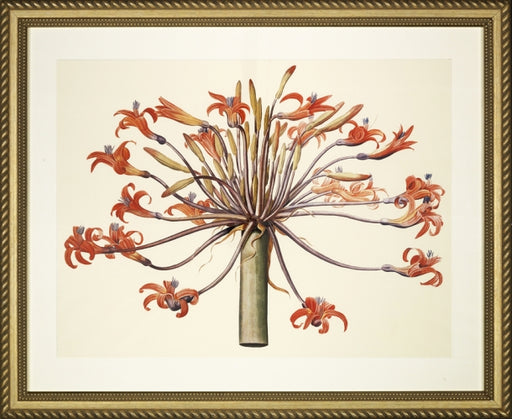 Large Amaryllis Bouquet 7