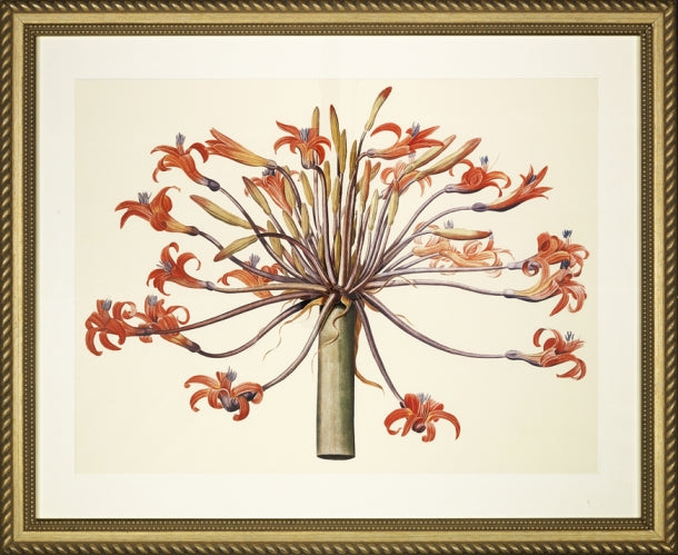 Large Amaryllis Bouquet 7