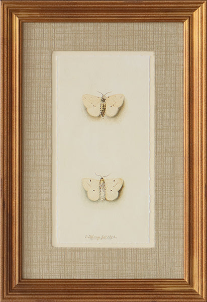Moonlit Flutter 11W x 16H