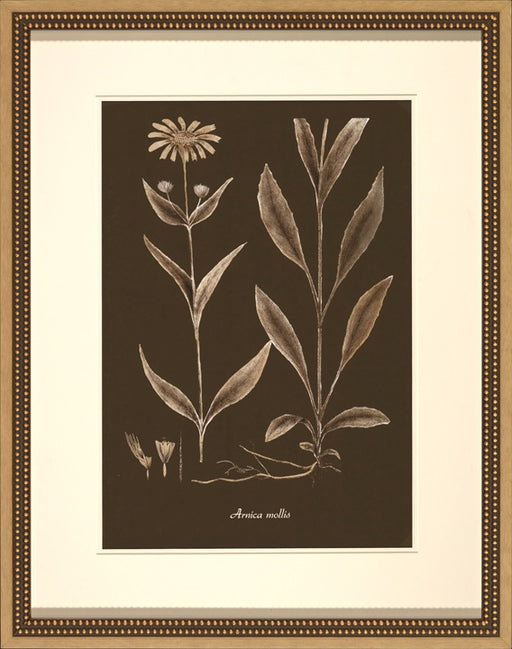 Sepia Leaves on Chocolate IV 8